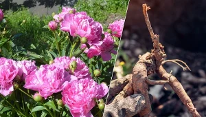 Piwonia to jedna z najładniejszych i najbardziej efektownych roślin uprawianych w ogrodzie.