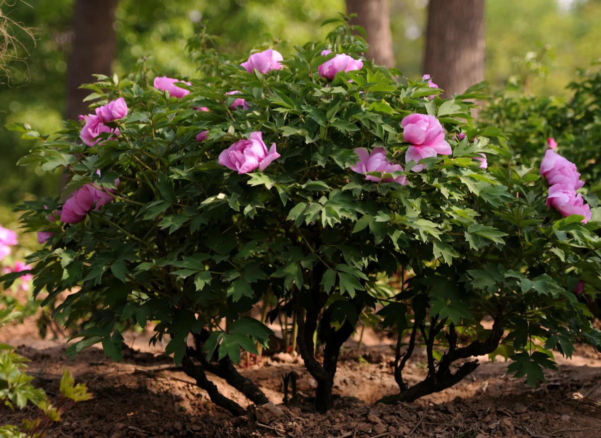 Piwonia drzewiasta dorasta pokaźnych rozmiarów