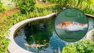 Przyducha jest zjawiskiem, które prowadzi do obniżenia się poziomu tlenu w wodzie.