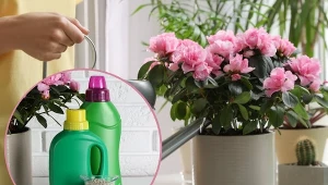 Azalia doniczkowa musi mieć stworzone odpowiednie warunki, by mogła kwitnąć pięknie i długo