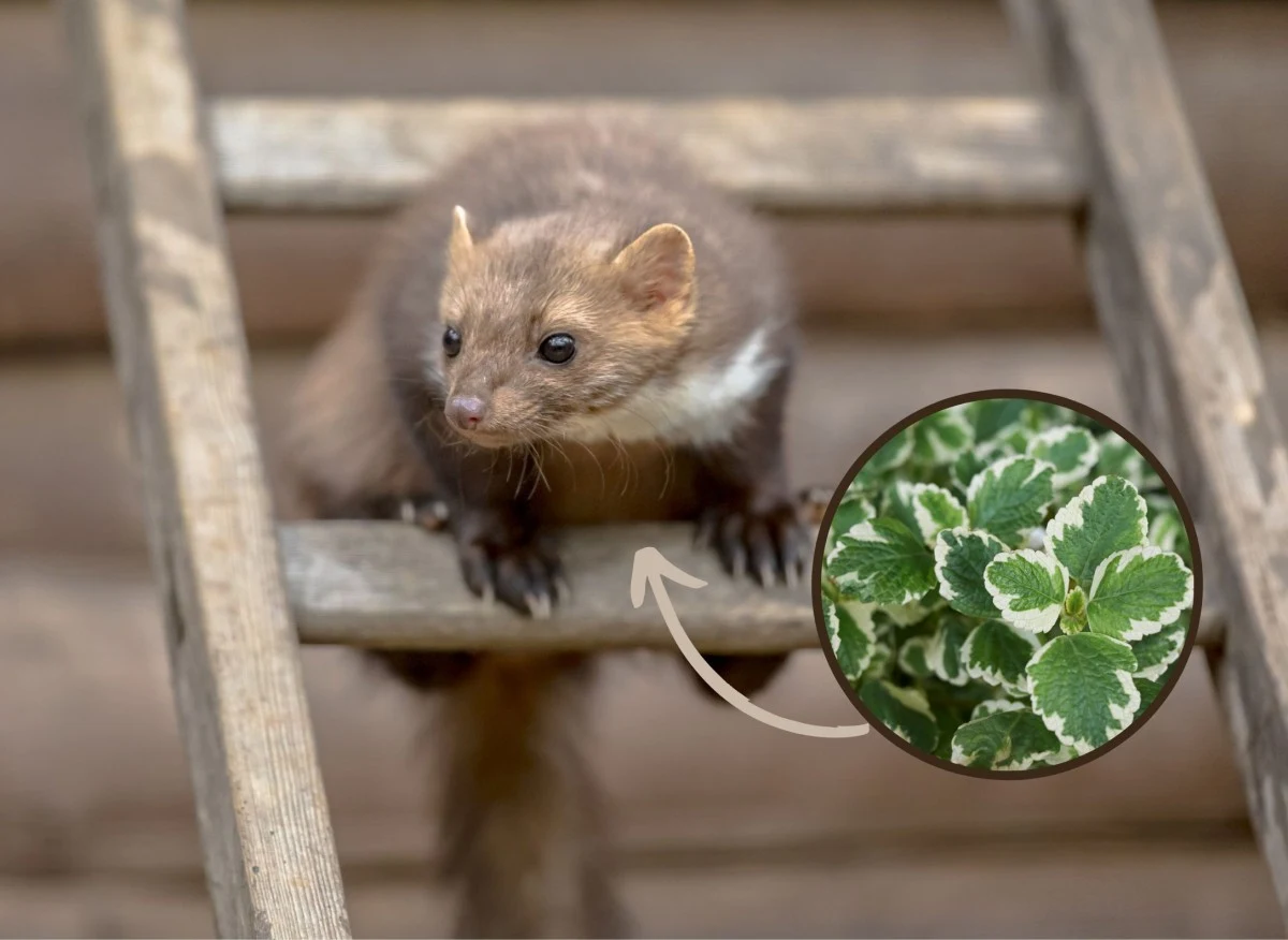 Kuna potrafi być zwierzęciem bardzo uciążliwym