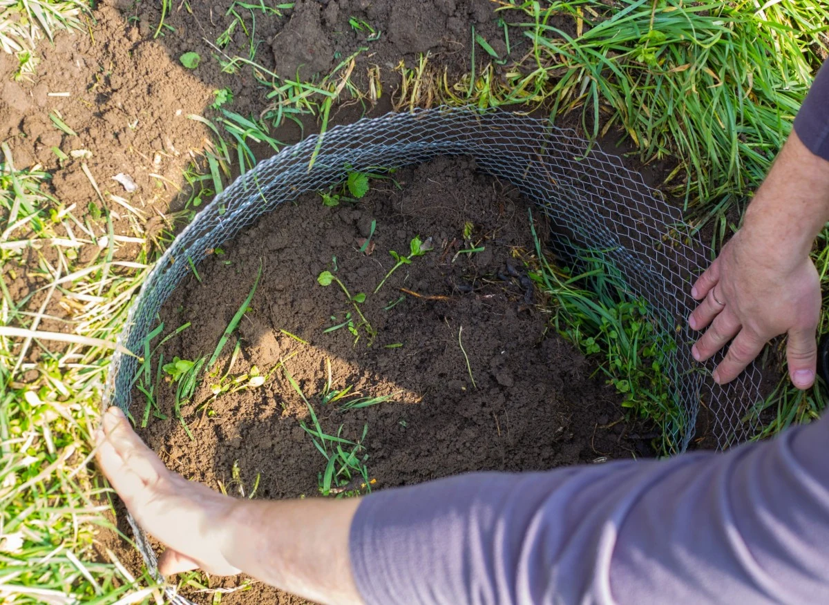 Poznaj domowe sposoby na kreta w ogrodzie