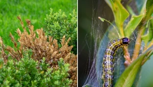 Bukszpan to wspaniała ozdoba ogrodu. Możesz go wykorzystać jako żywopłot lub samodzielną dekorację pośrodku kompozycji.