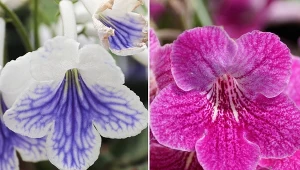 Skrętnik najlepiej rośnie na stanowiskach jasnych, ale o rozproszonym świetle.