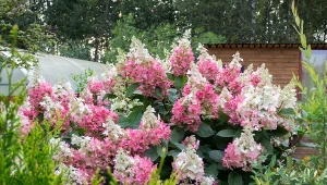 Ojczyzną hortensji bukietowych jest Azja, a przede wszystkim Japonia i Chiny.