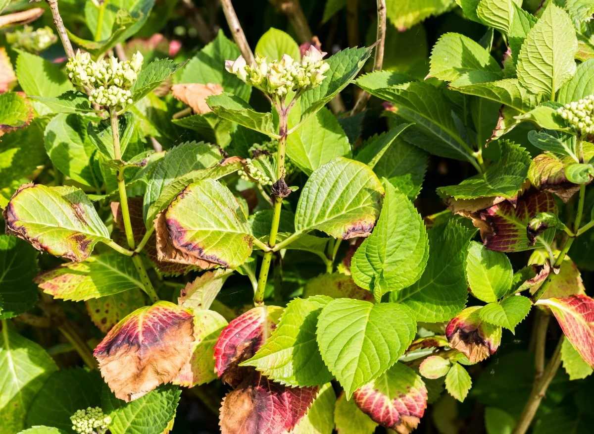 Choroby chortensji mogą wynikać ze złej pielęgnacji, ataku grzybów i wirusów