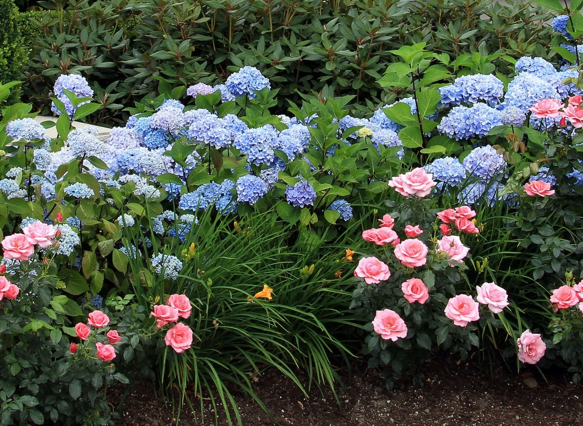 Wokół hortensji warto sadzić wieloletnie odmiany kwiatów, które kwitną o różnych porach roku