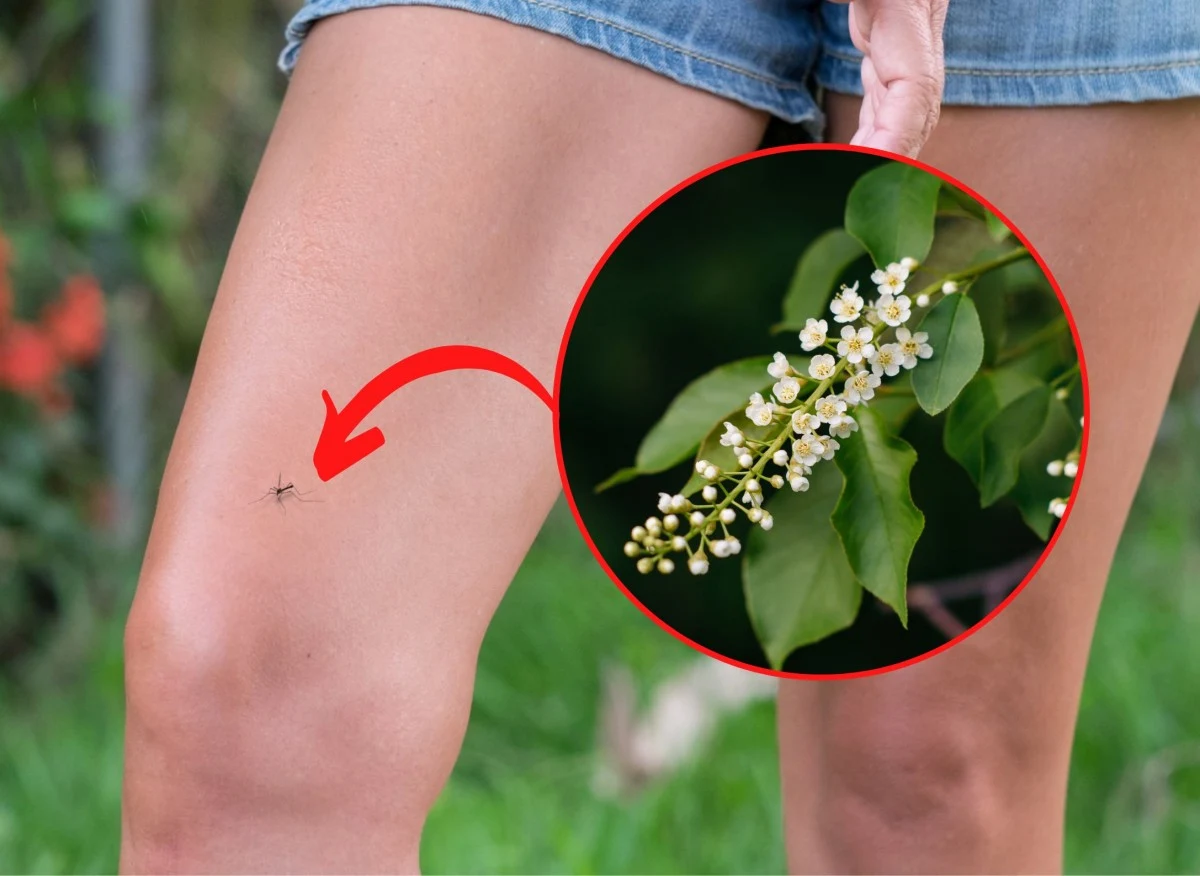 Komary uwielbiają zacienione ogrody