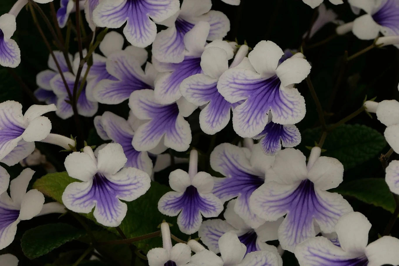 Pojedynczy kwiat skrętnika może nieco przypominać petunię