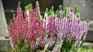 Wrzosy są bardzo dekoracyjne i łatwe w uprawie, ale pod warunkiem, że zapewnisz im wszystko, czego potrzebują.