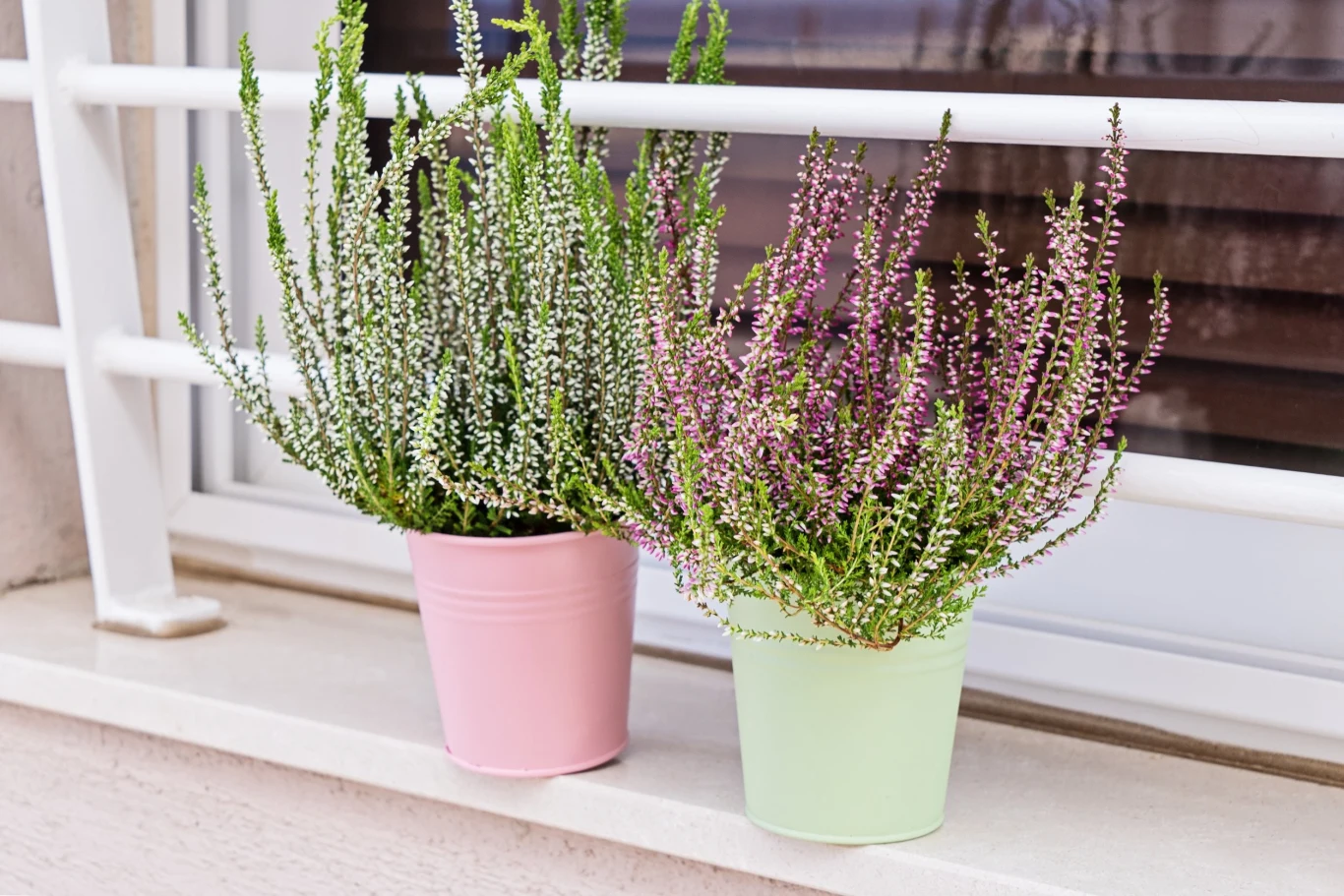 Wrzosy powinny być podlewane regularnie małymi porcjami wody