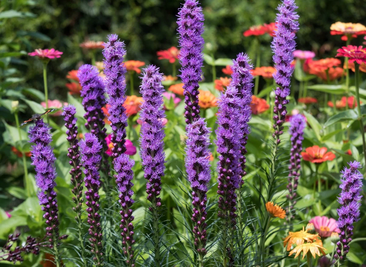 Liatra posiada bardzo nietypowe kwiatostany