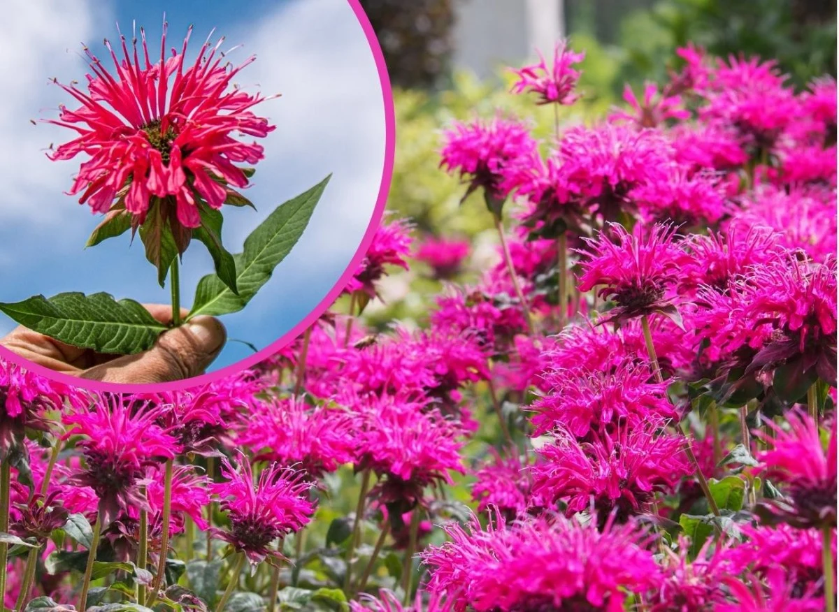 Kwiaty pysznogłówki są jadalne i pięknie pachną