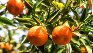 Drzewko mandarynkowe możemy uprawiać w doniczce i zimować w chłodnym pomieszczeniu.