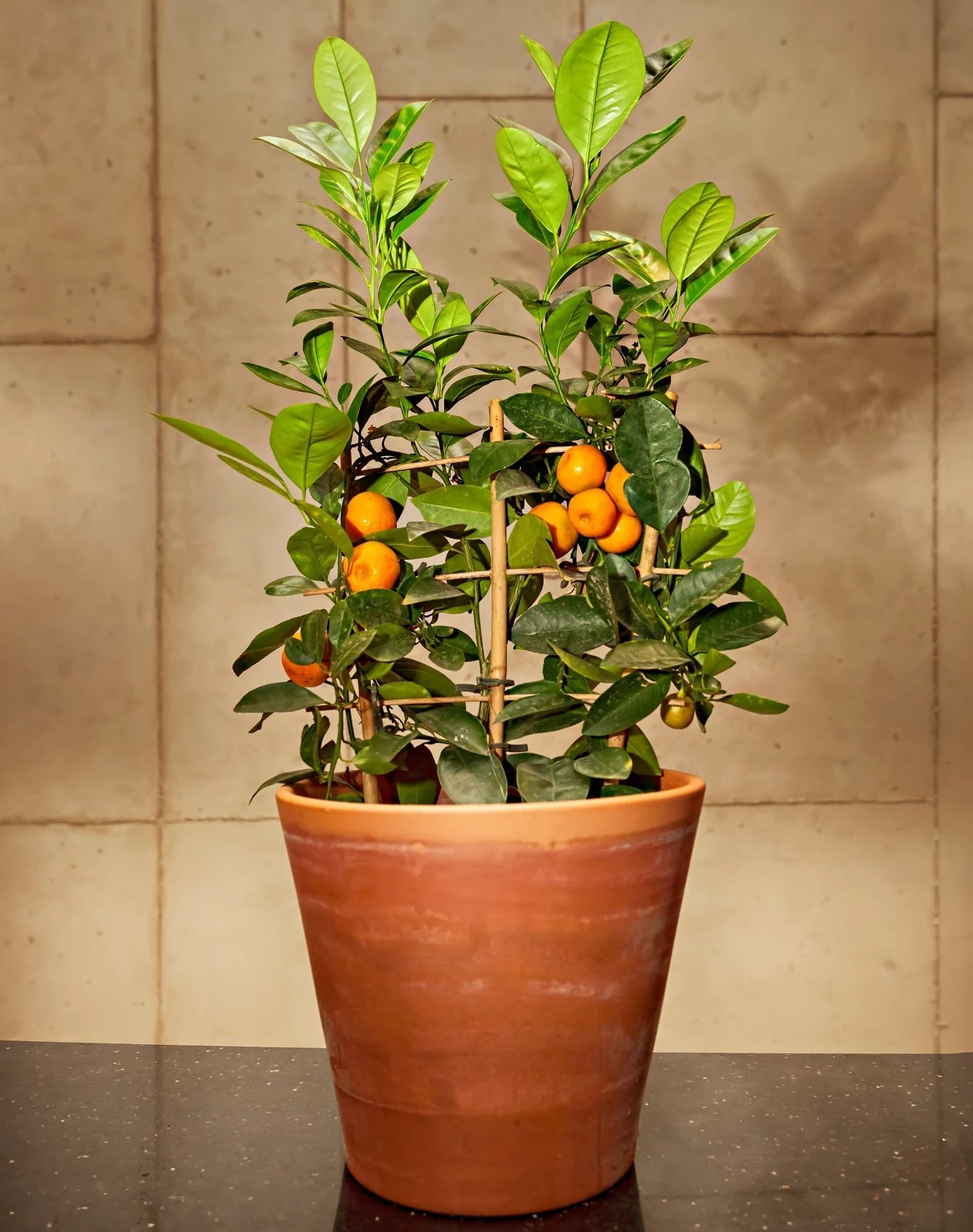 Mandarynki można uprawiać w warunkach domowych