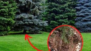 Drzewa iglaste mogą być atakowane przez różnego rodzaju choroby.