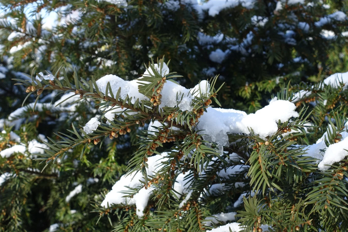 Aby zapobiec brunatnej pleśni śniegowej, należy regularnie usuwać śnieg z gałęzi iglaków w zimie