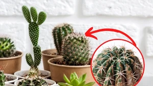 Tak jak wszystkie rośliny, kaktusy są narażone na choroby.