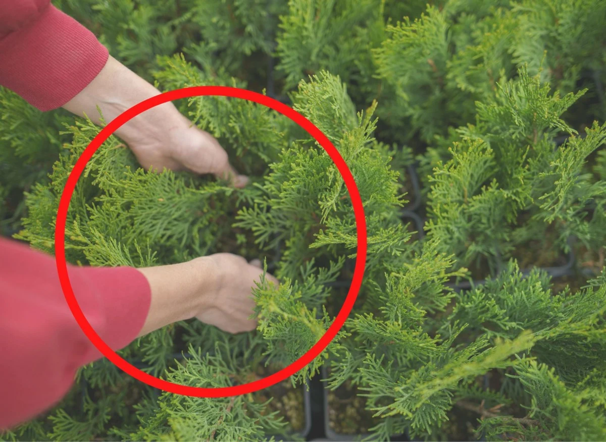 Istnieją cztery metody, które możesz wykorzystać do rozmnożenia iglaków