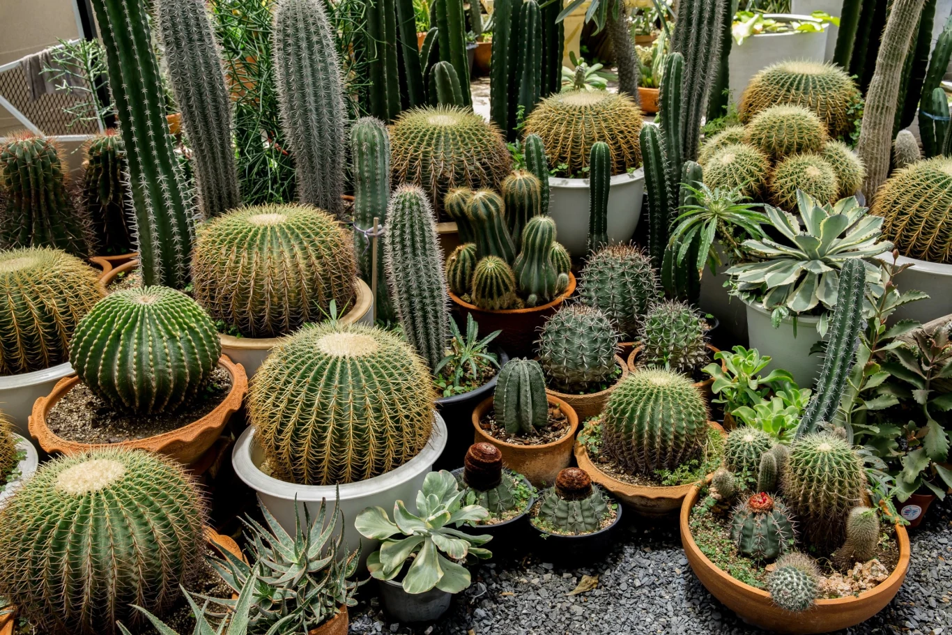 Kaktusy pochodzą z tropikalnych rejonów, dlatego wymagają bardzo słonecznego stanowiska