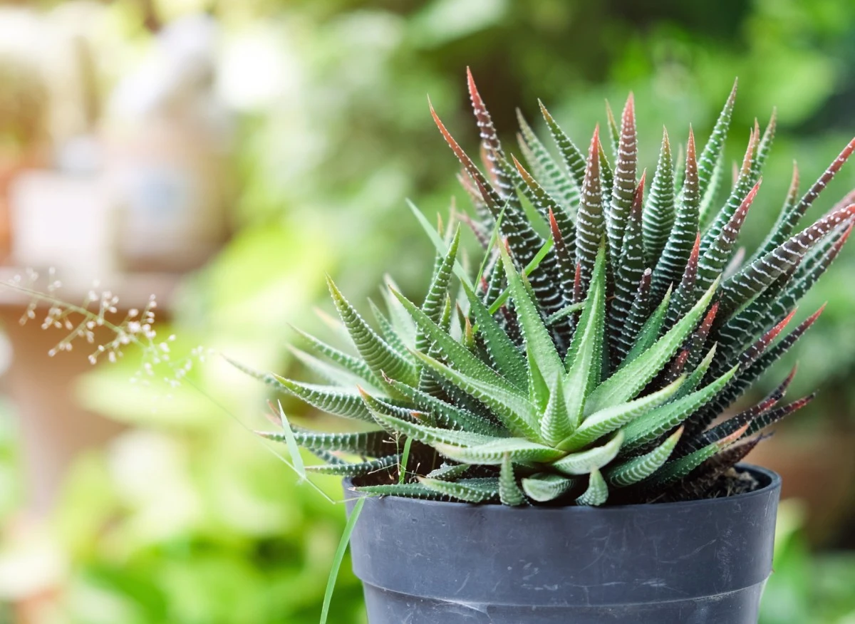 Haworsja pasiasta jest ceniona za niezwykłe ubarwienie liści