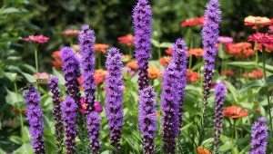 Liatra posiada bardzo nietypowe kwiatostany.