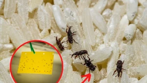 Wołek zbożowy jest szkodnikiem bardzo pospolitym.