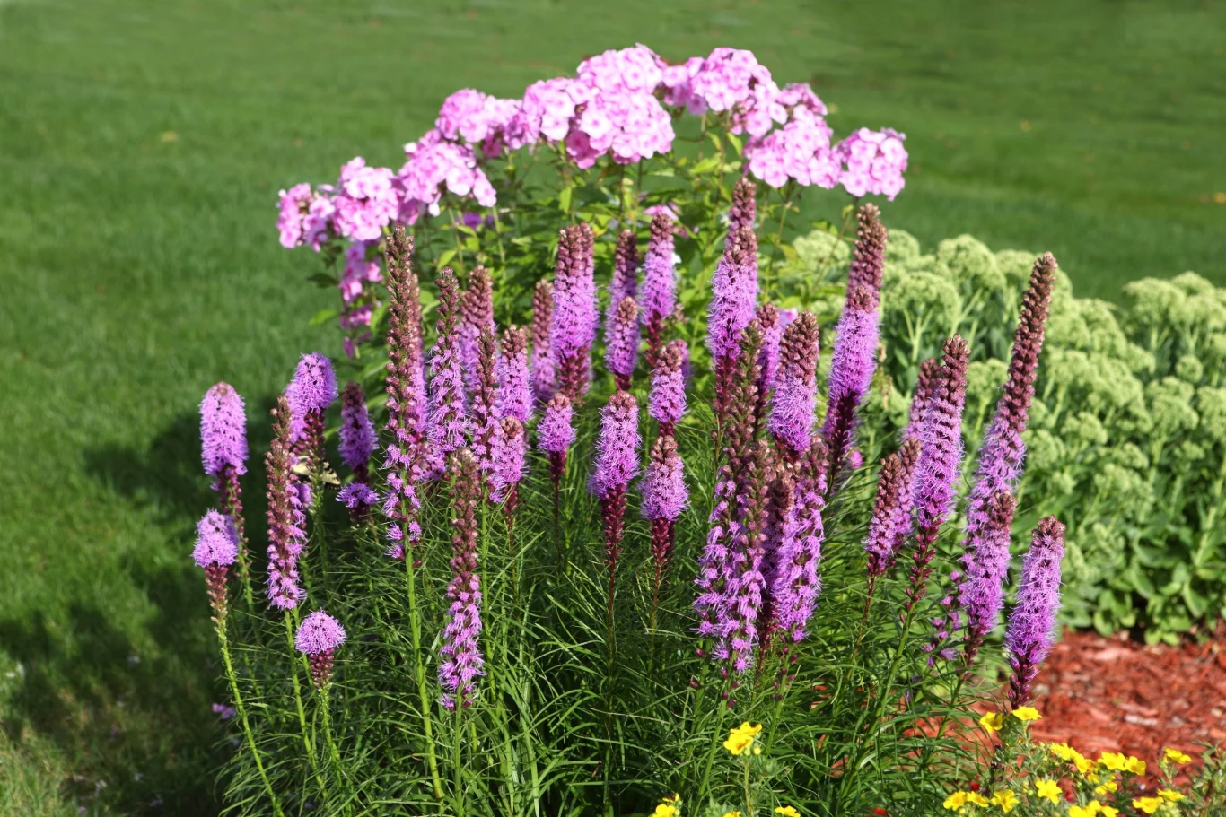 Liatra świetnie sprawdzi się na latnich rabatach