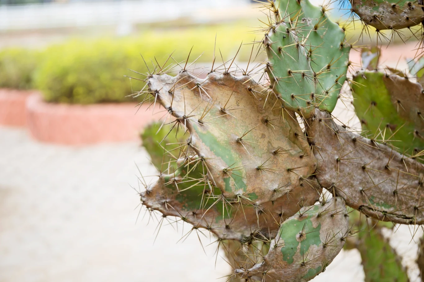 Jeśli kaktus usycha, więdnie lub gnije, jest to znak, że mamy do czynienia z chorobą o podłożu fizjologicznym, grzybowym lub bakteryjnym