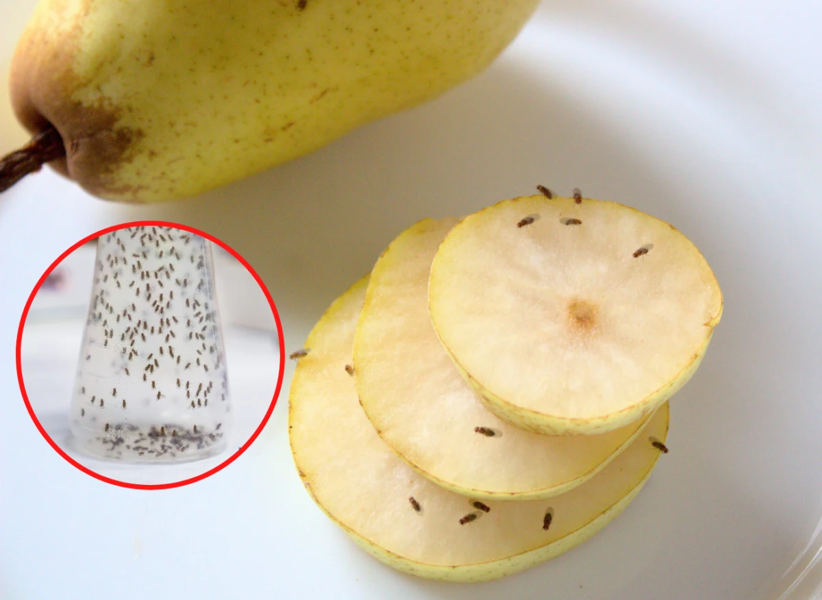 Latem muszki owocówki są prawdziwą zmorą