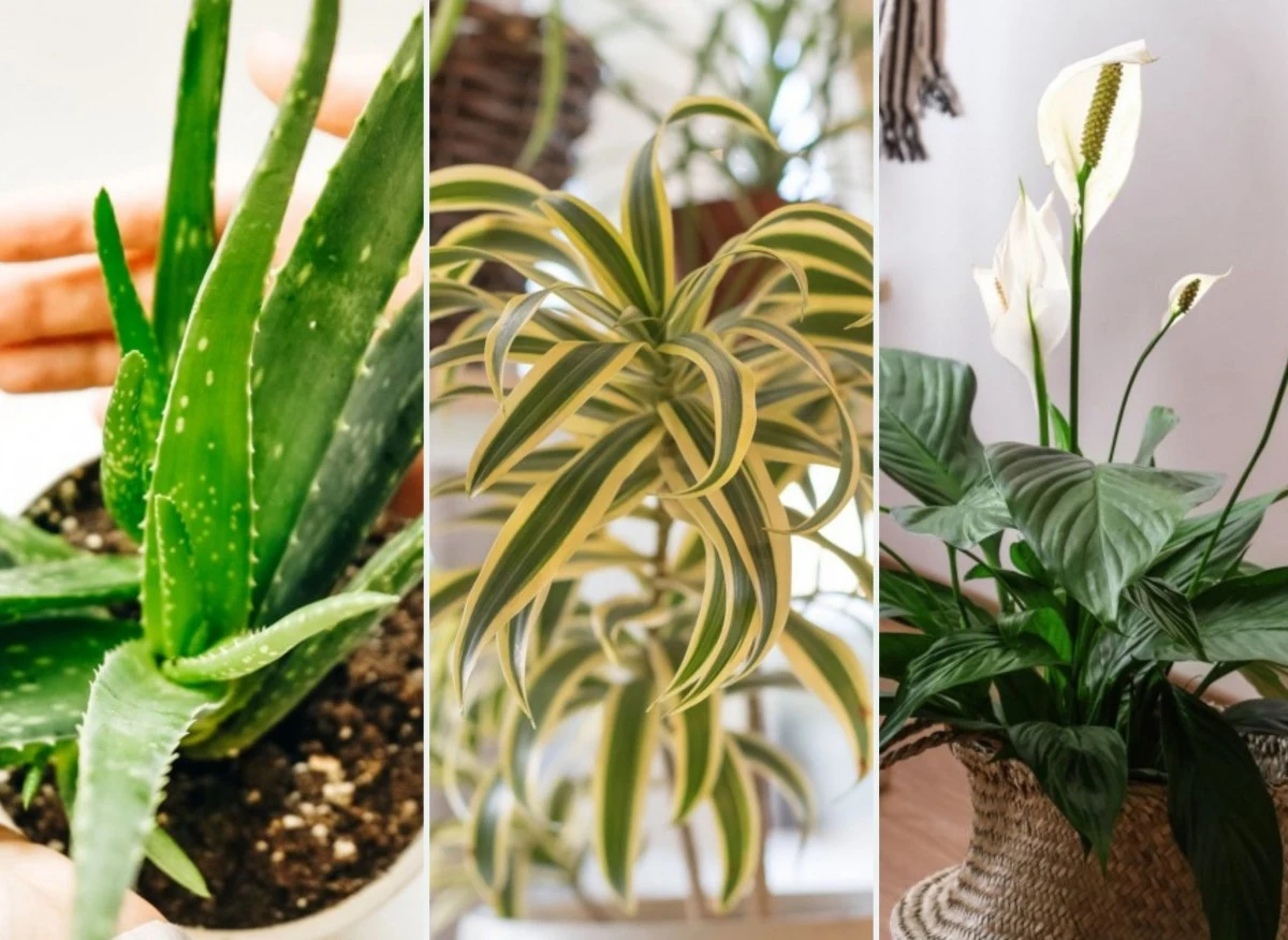 Pod pojęciem „najmniej wymagające rośliny” kryją się gatunki, które są rzadko atakowane przez szkodniki