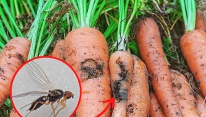 Połyśnica marchwianka jest najpoważniejszym szkodnikiem marchwi. Fot.123RF.com/CC Search