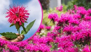 Kwiaty pysznogłówki są jadalne i pięknie pachną.