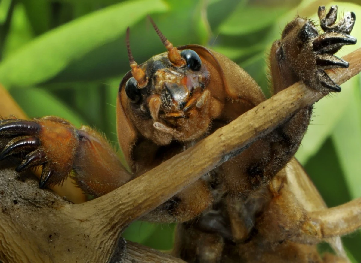 Turkuć podjadek to jeden z największych owadów w Polsce