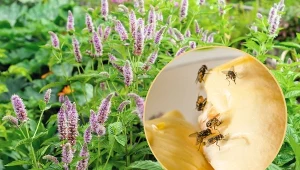 Sprawdźmy, czego nie lubią muchy oraz co zrobić, żeby nie wlatywały do naszego domu.