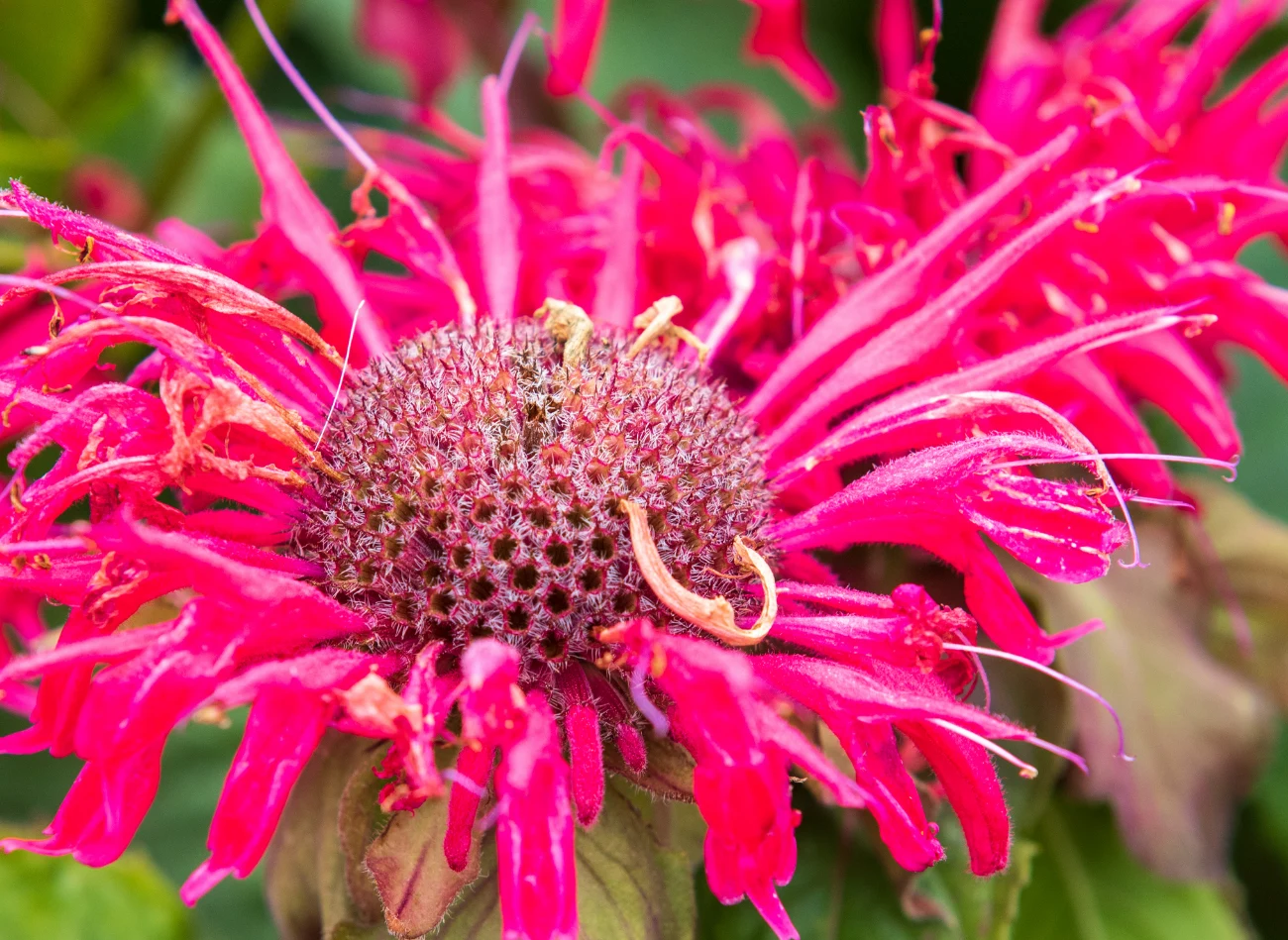 Płatki kwiatów pysznogłówki można wykorzystywać w kuchni