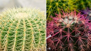 Echinocactus grusonii to uroczy sukulent, który urozmaici każdą, zieloną, egzotyczna kompozycję.