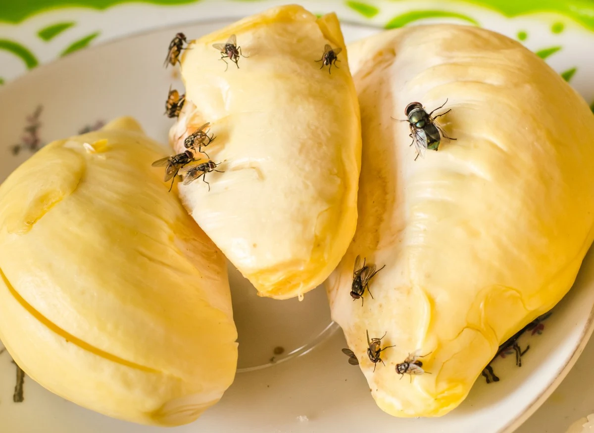 Zauważono, że niektóre zapachy są w stanie szczególnie odstraszyć owady