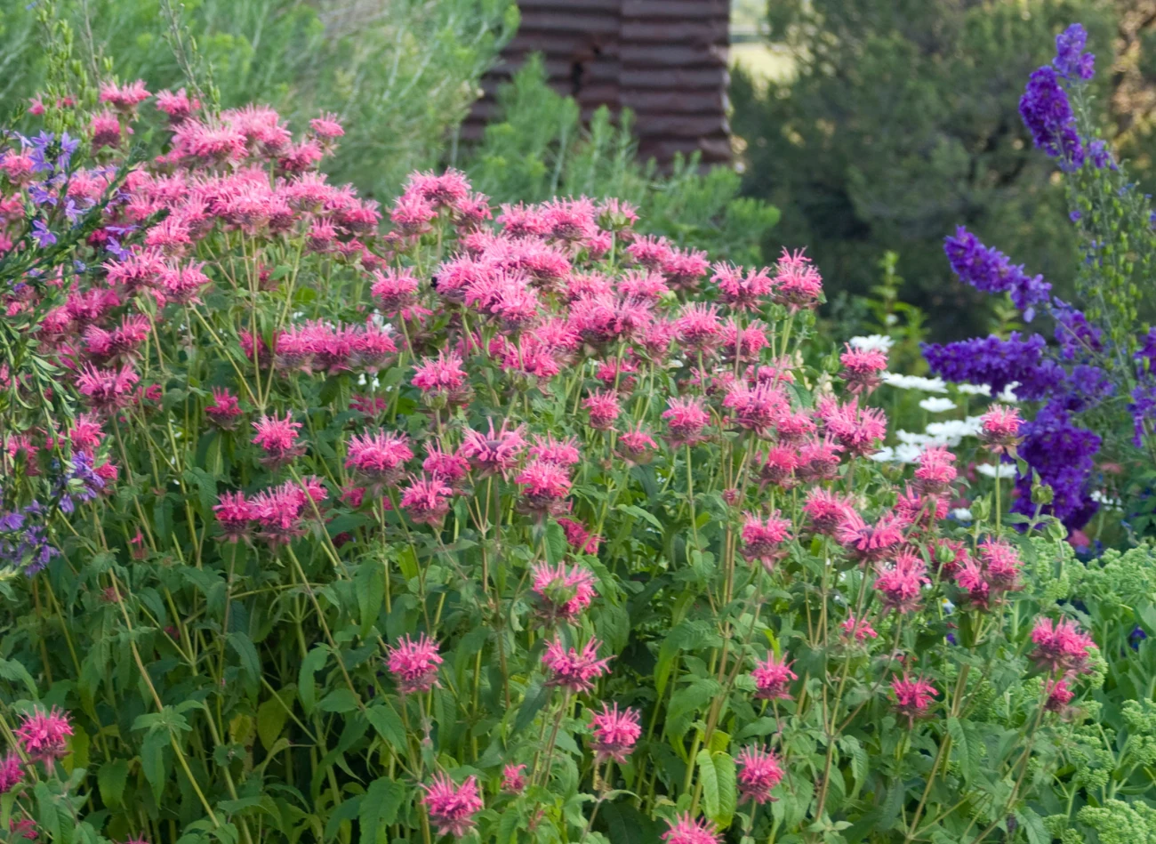 Pysznogłówki nadają się do obsadzania rabat