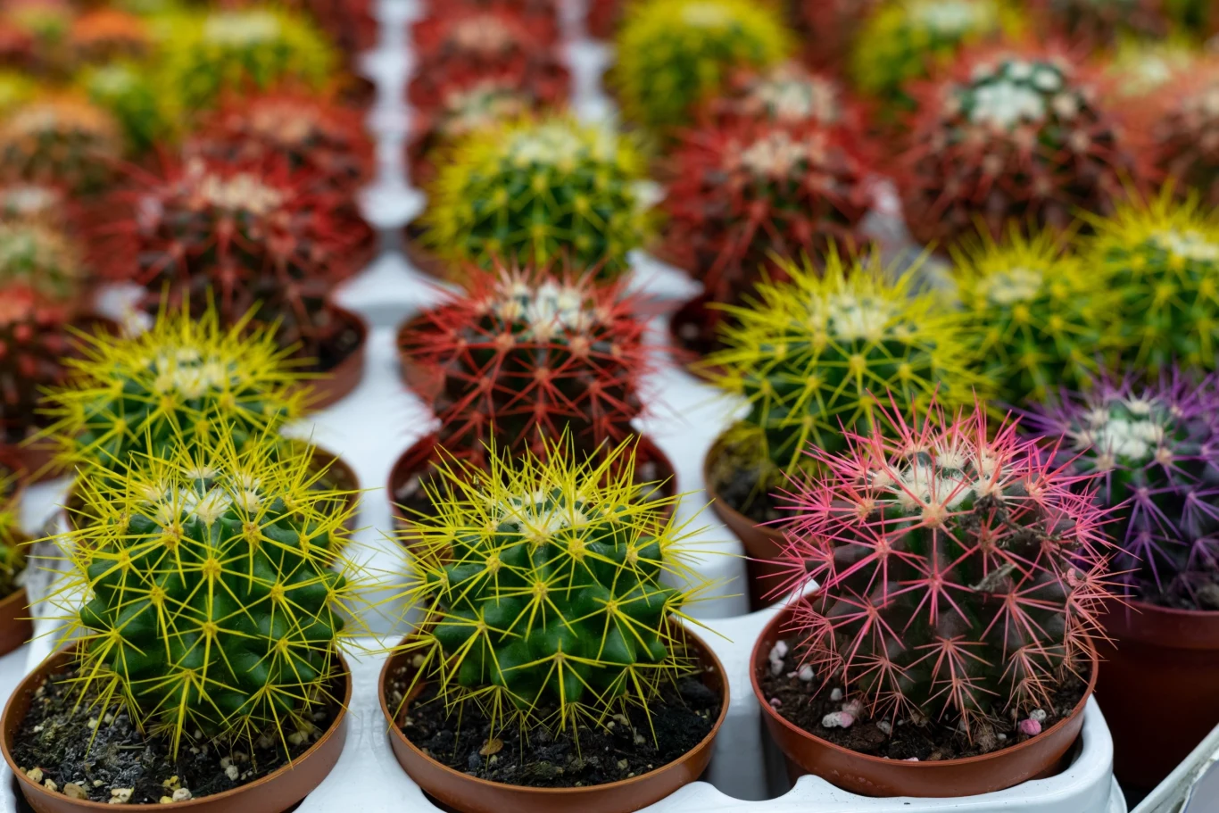 Echinocactus grusonii nie ma zbyt wysokich potrzeb i nie należy do "łakomych" roślin