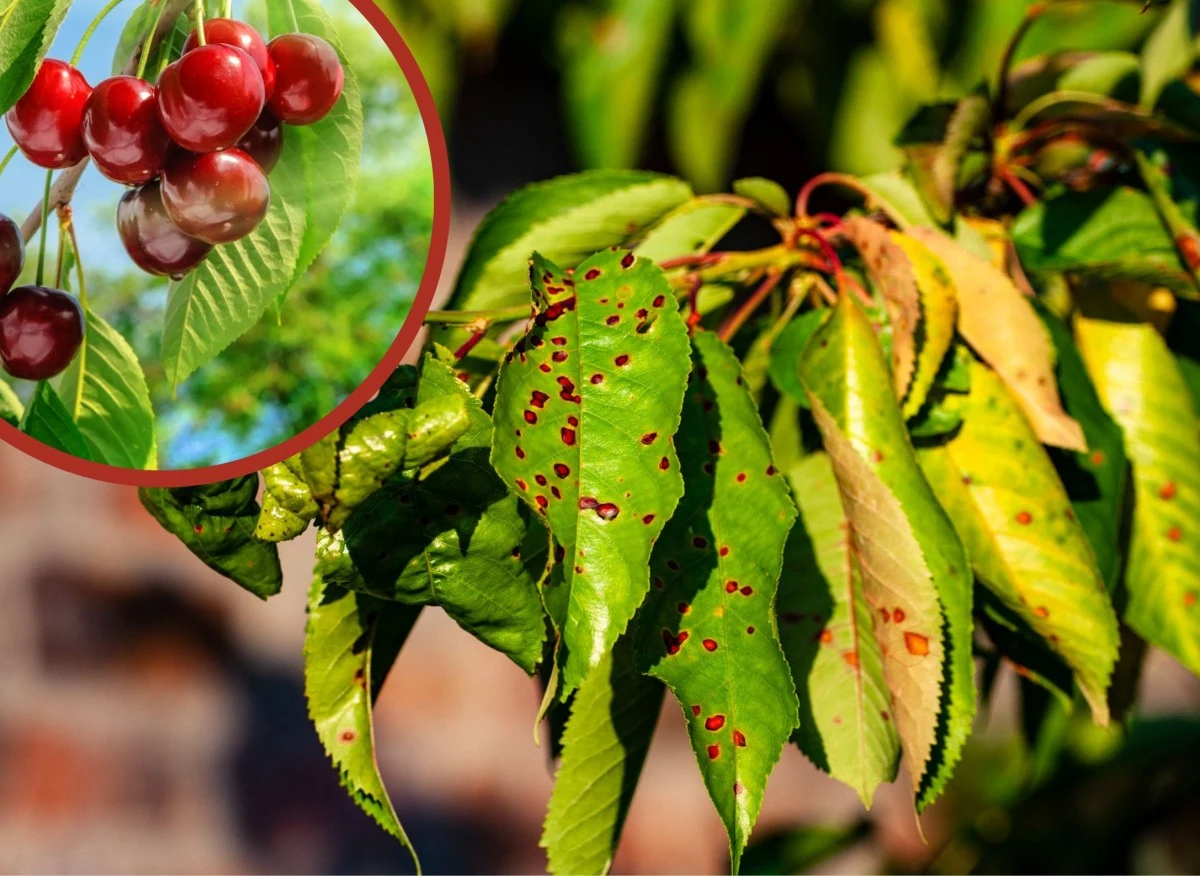 Drobna plamistość liści drzew pestkowych atakuje rośliny tuż po kwitnieniu