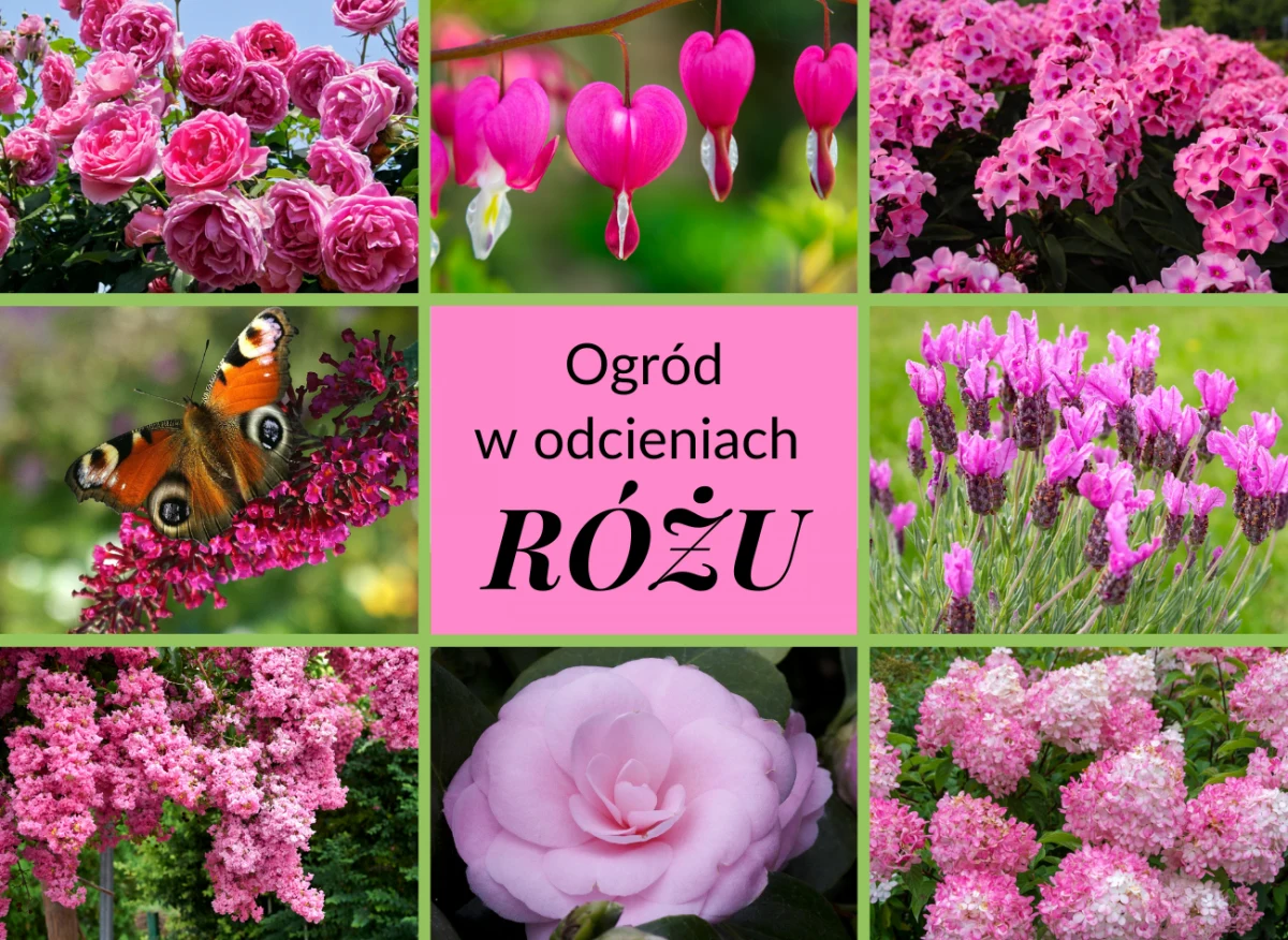 Istnieje wiele pięknych roślin o różowej kolorystyce, które w ogrodzie wyglądają zjawiskowo