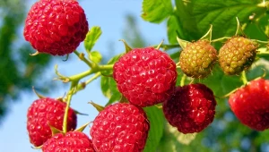 Maliny jesienne są bardzo popularne, ponieważ wydają owoce jesienią, a następnie powtarzają owocowanie latem następnego roku.