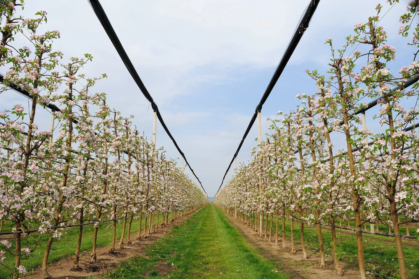 Wiśnie kolumnowe są doskonałym rozwiązaniem do niewielkich ogrodów, gdzie planujemy nasadzenia owocowe