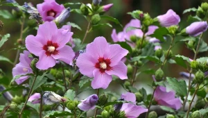 W uprawie ketmii syryjskiej ważne jest wilgotne podłoże.