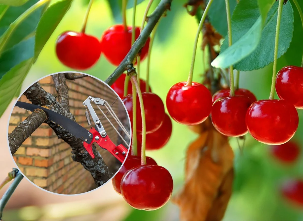 Cięcie wiśni wykonuj, gdy za oknem jest ładna pogoda, dzień jest suchy i słoneczny