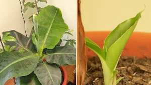 Jeśli tylko masz ochotę, w twoim ogrodzie może pojawić się bananowiec.