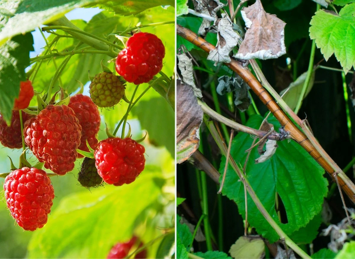Zamieranie pędów malin szybko się rozprzestrzenia i poraża kolejne rośliny