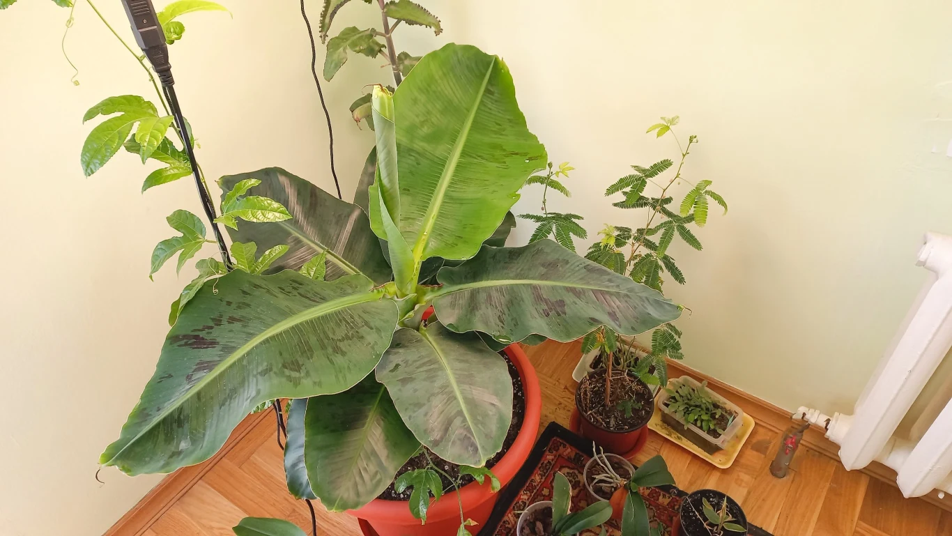 Bananowiec doniczkowy lubi żyzną, przepuszczalną ziemię