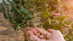 Orzechy laskowe są źródłem nienasyconych kwasów tłuszczowych.